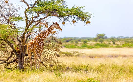 Seguro de viaje a Somalia